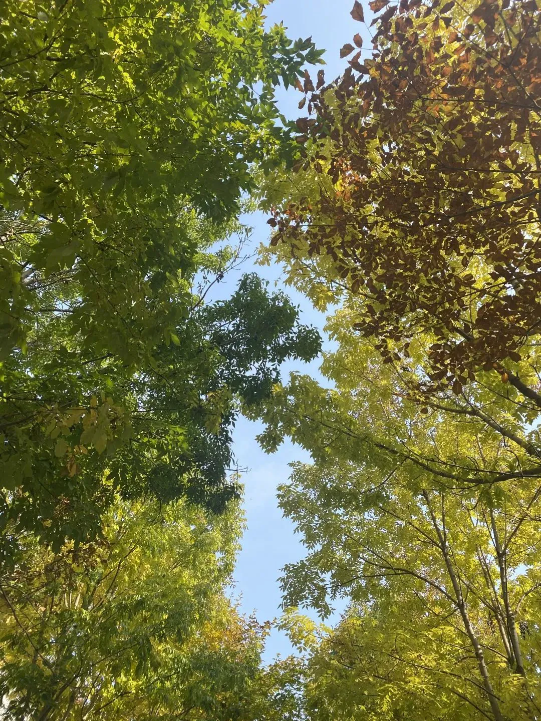 _0